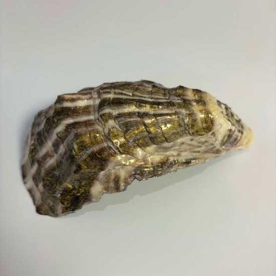 Harbour Reflections – Cumbrae Rock Oyster Trinket Dish
