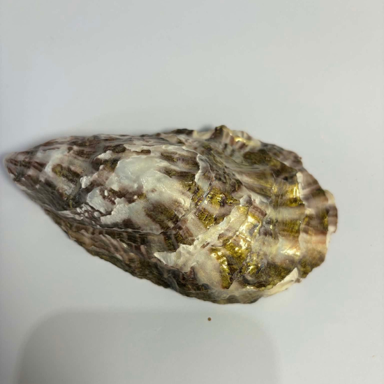 Turtle Cove – Handmade Ocean Oyster Shell Trinket Dish