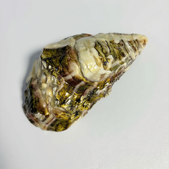 Pearl Tide – Cumbrae Rock Oyster Trinket Dish